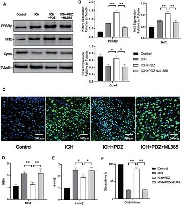 Activation of the PPARγ Prevents Ferroptosis-Induced Neuronal Loss in Response to Intracerebral Hemorrhage Through Synergistic Actions With the Nrf2